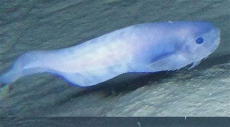 P­a­s­i­f­i­k­ ­O­k­y­a­n­u­s­u­­n­d­a­ ­ü­ç­ ­y­e­n­i­ ­b­a­l­ı­k­ ­t­ü­r­ü­ ­k­e­ş­f­e­d­i­l­d­i­ ­-­ ­S­o­n­ ­D­a­k­i­k­a­ ­H­a­b­e­r­l­e­r­